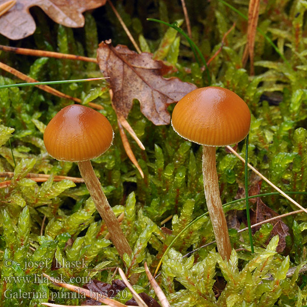 Galerina_pumila_bp3230