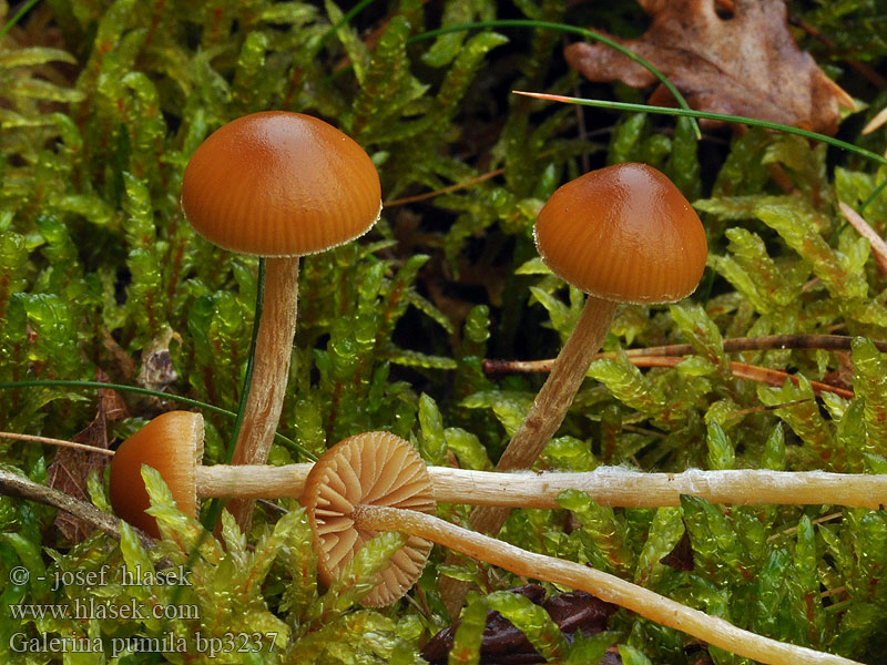 Galerina_pumila_bp3237