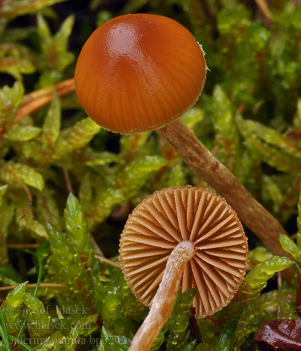 Galerina_pumila_bp3242