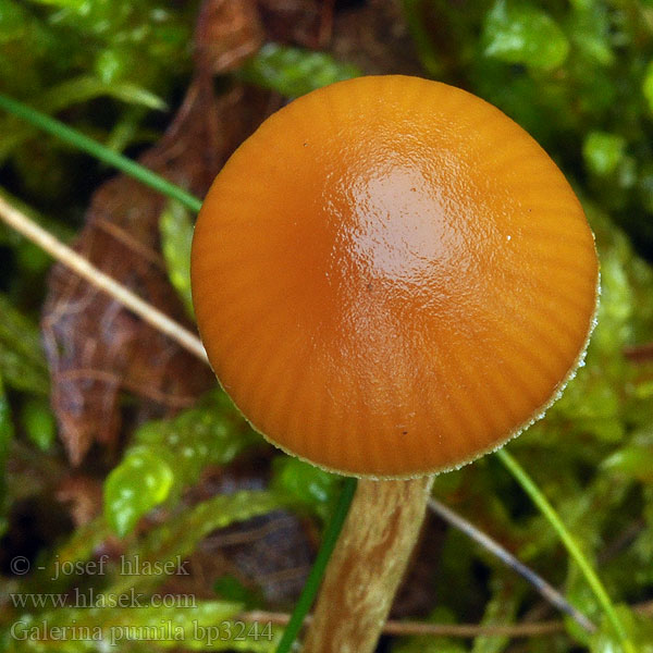 Honinggeel mosklokje Glockiger Häubling Honningklokkehatt Kapucňovka prilbičkovitá Honungshätting Galerina pumila Галерина карликовая Čepičatka malá Dwarf Bell Honninggul Hjelmhat Hunajanääpikkä Galérine naine