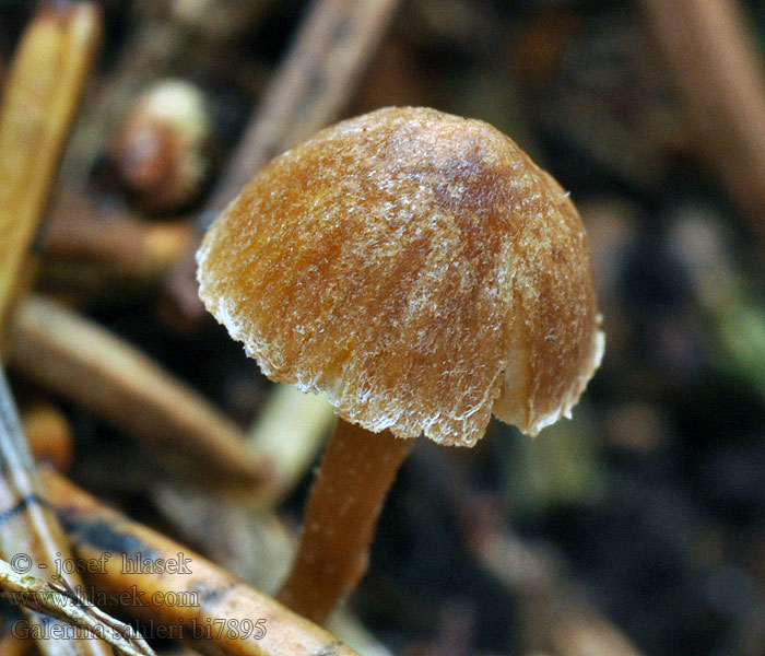 Galerina sahleri