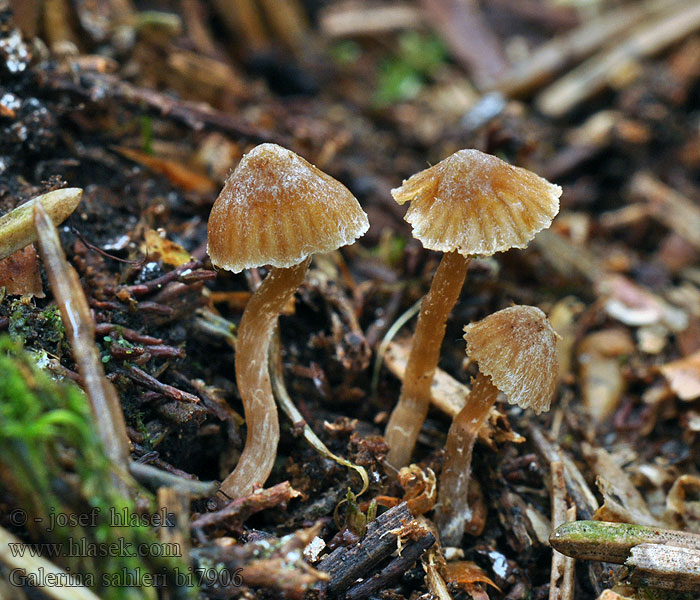 Galerina sahleri