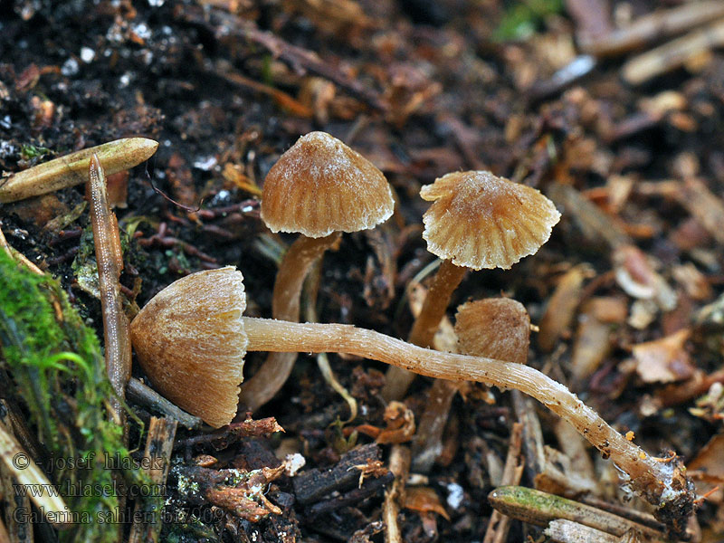 Galerina sahleri