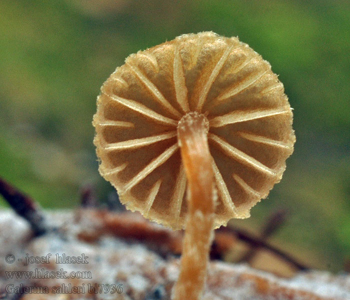 Galerina sahleri