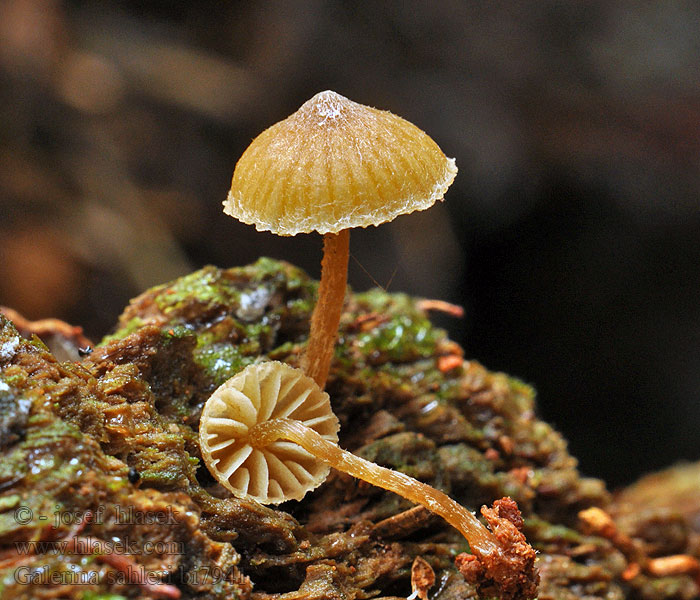 Galerina sahleri