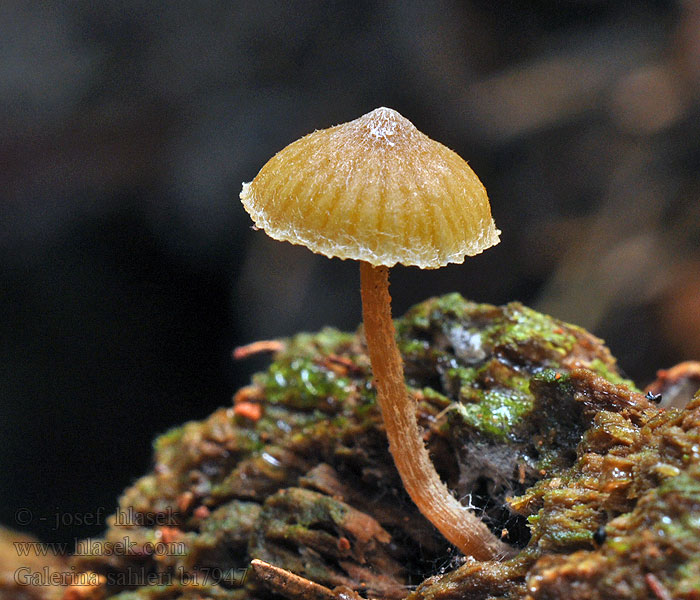 Galerina sahleri