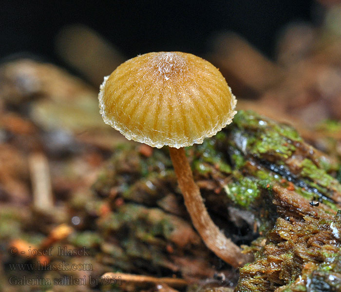 Galerina sahleri