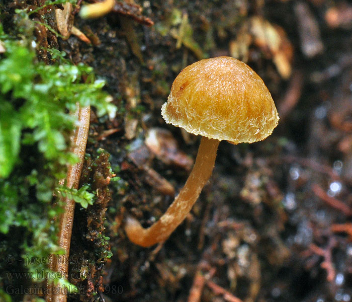 Galerina sahleri