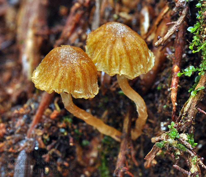 Galerina sahleri