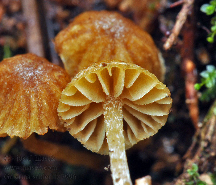 Galerina sahleri