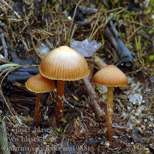 Galerina salicicola am1988