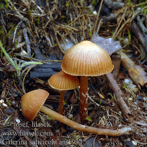 Weidenhäubling Weiden-Häubling Broekbosmosklokje Galerina salicicola