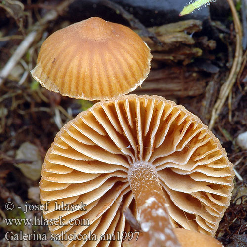 Broekbosmosklokje Galerina salicicola Weidenhäubling Weiden-Häubling