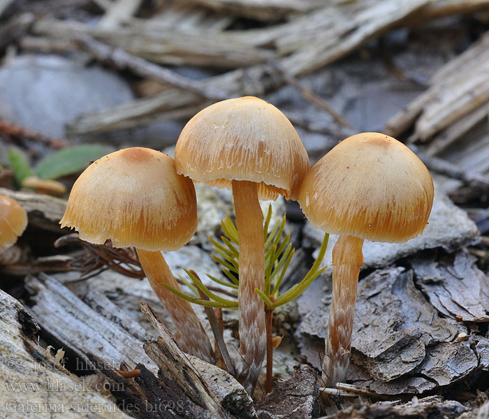 Galerina sideroides bi6983