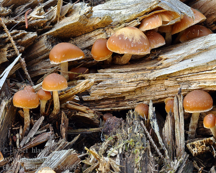 Galerina sideroides Glimmerstieliger Häubling Naaldbosmosklokje Vedhätting Fnokket stubbeklokkehatt Галерина звездообразная