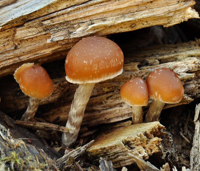 Galerina sideroides Naaldbosmosklokje Vedhätting Fnokket stubbeklokkehatt Галерина звездообразная