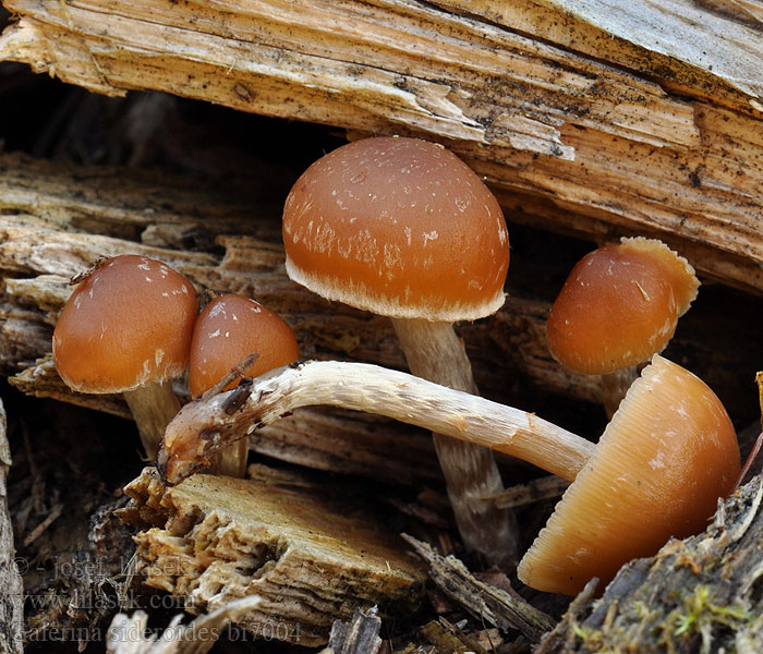 Galerina sideroides Vedhätting Fnokket stubbeklokkehatt Галерина звездообразная