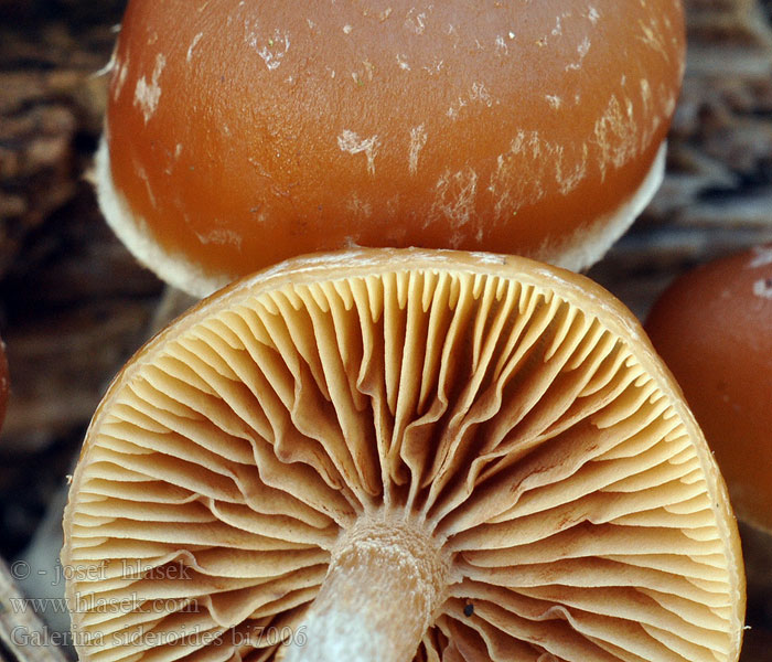 Galerina sideroides Fnokket stubbeklokkehatt Галерина звездообразная