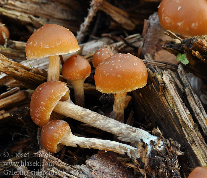 Galerina sideroides Fnokket stubbeklokkehatt Галерина звездообразная