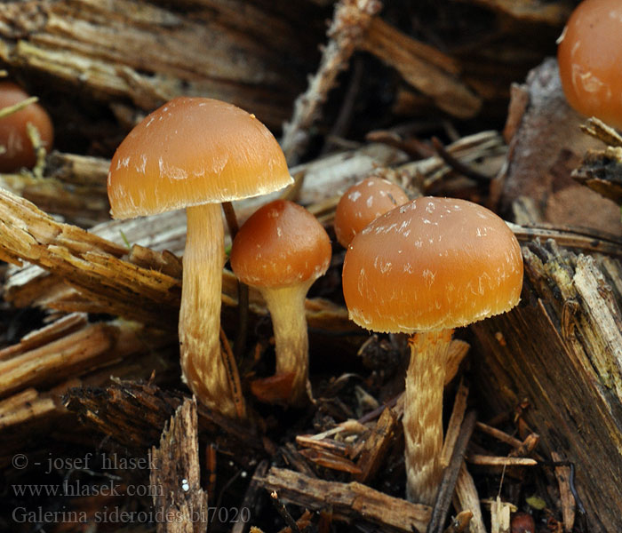 Галерина звездообразная Galerina sideroides