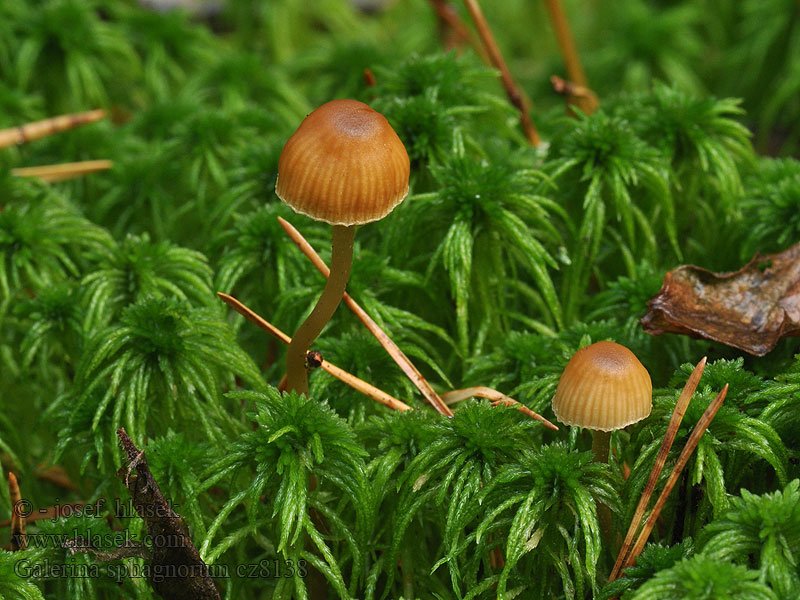 Galerina sphagnorum Čepičatka rašelinná Sumpfhäubling