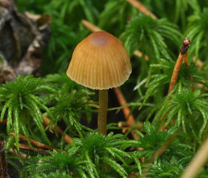 Galerina sphagnorum Hoogveenmosklokje Hełmówka torfowcowa