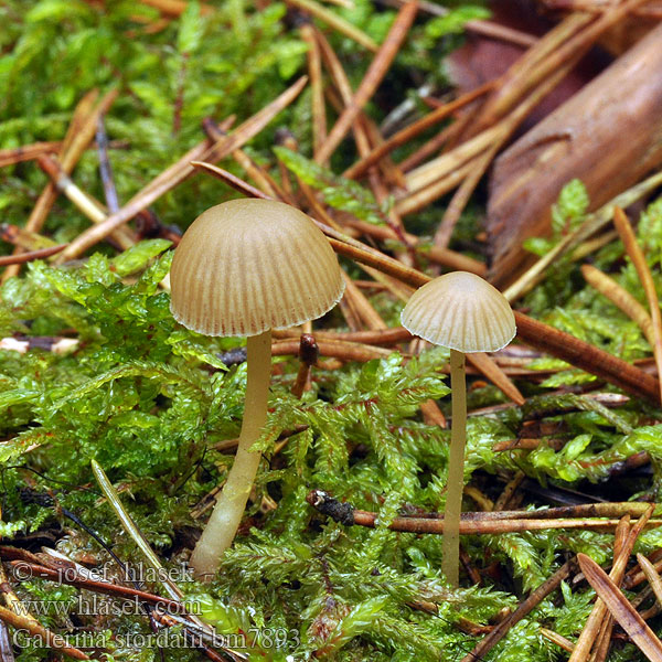 Galerina stordalii bm7793