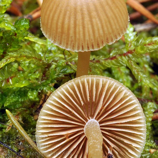 Galerina stordalii bm7804