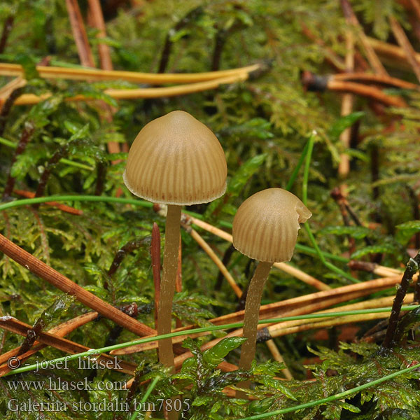 Galerina stordalii bm7805