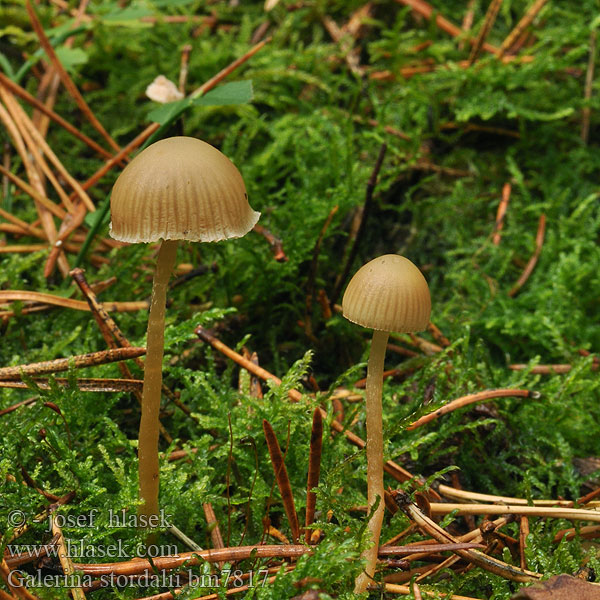 Galerina stordalii bm7817