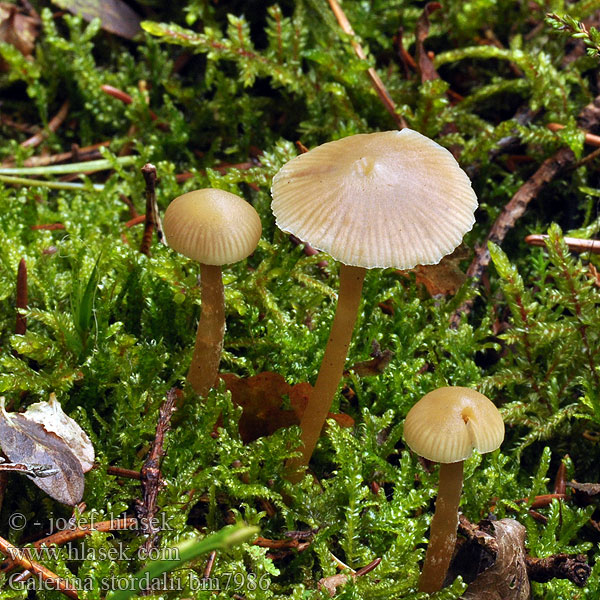 Galerina stordalii bm7986