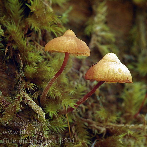 Galerina triscopa al6504