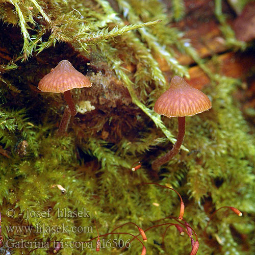 Galerina triscopa al6506