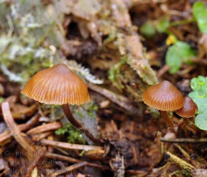 Galerina triscopa bi0716