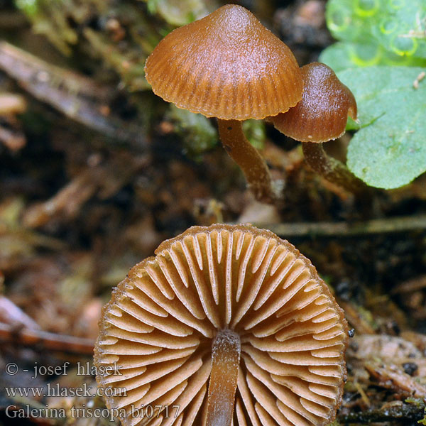 Галерина островершинная Galerina triscopa Čepičatka kmenová