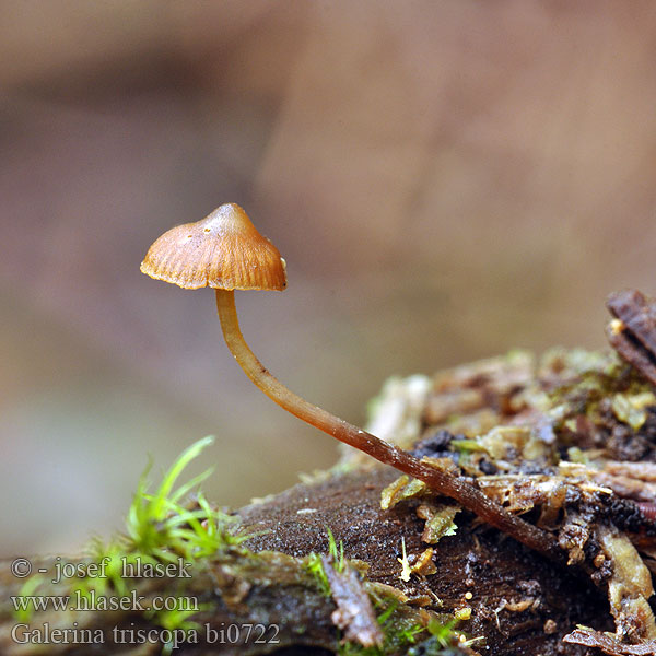 Galerina triscopa bi0722