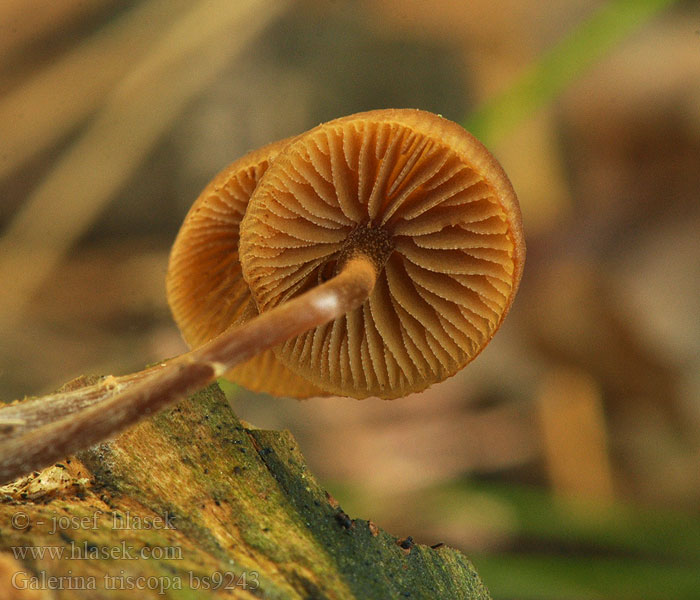 Galerina triscopa Hełmówka pniakowa Spidspuklet hje