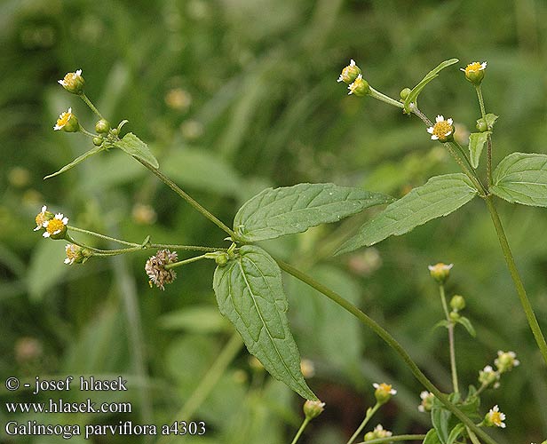 Galinsoga parviflora Smulkiažiedė galinsoga Kaal knopkruid