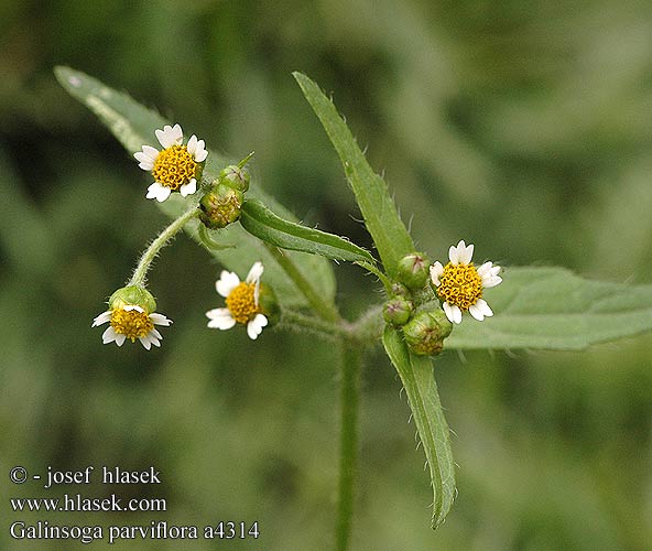 Galinsoga parviflora Pěťour maloúborný