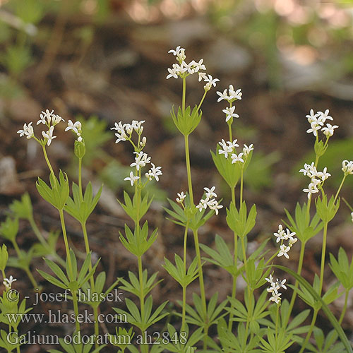 Galium odoratum ah2848