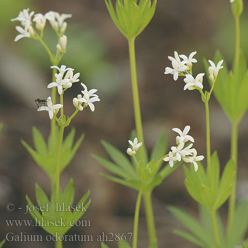 Galium odoratum ah2867