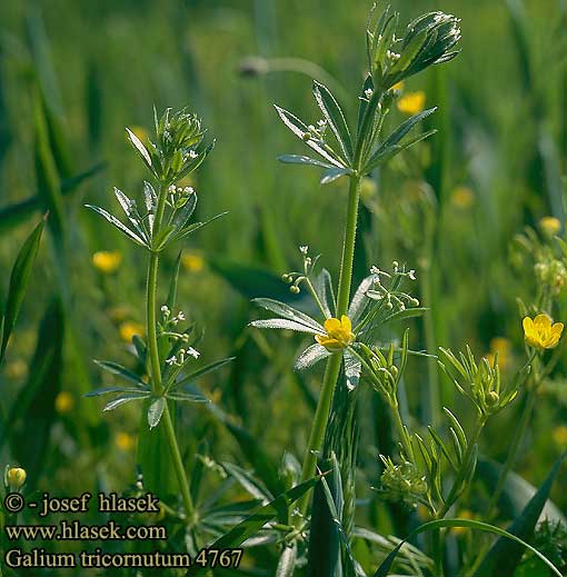 Galium tricornutum Roughfruit corn Three-horned bedstraw Sarvimatara