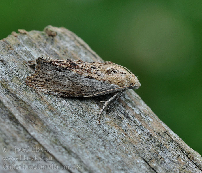 Galleria mellonella Greater Wax Moth Honeycomb Zavíječ voskový