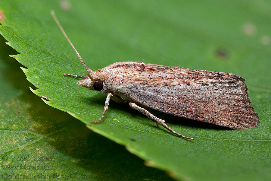 Galleria mellonella