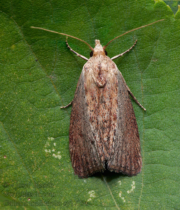 Galleria mellonella