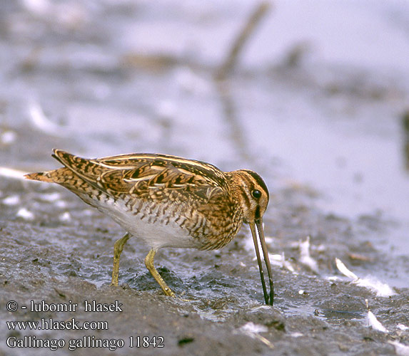 Gallinago gallinago 11842