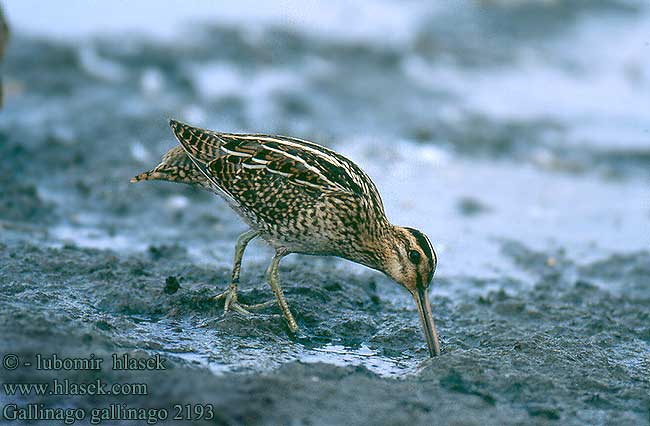 Gallinago gallinago 2193