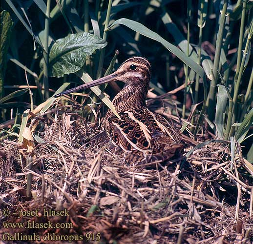 Gallinago gallinago 915