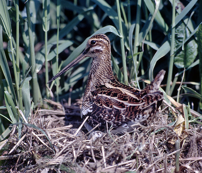 Gallinago gallinago