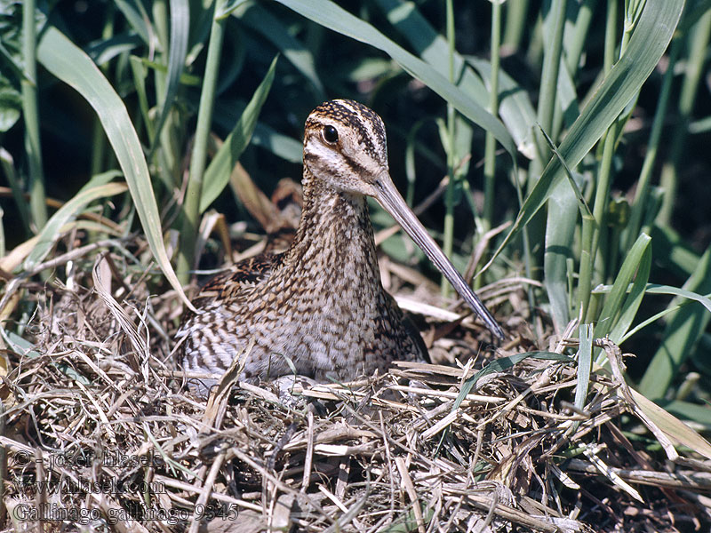 Gallinago gallinago